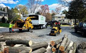 How Our Tree Care Process Works  in  Edgewood, OH